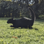 Bikini Paradise ทดลองเล่นฟรี